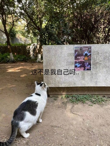 猫：不信谣！不传谣！猫：不信谣！不传谣！