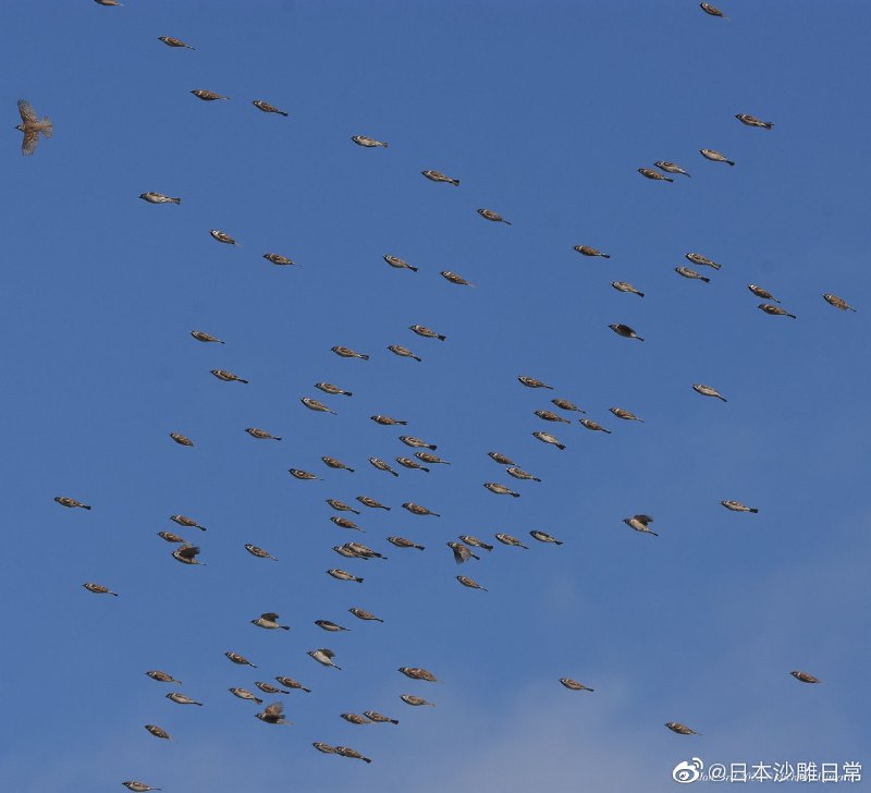 莫非鸟的祖先就是鱼？莫非鸟的祖先就是鱼？