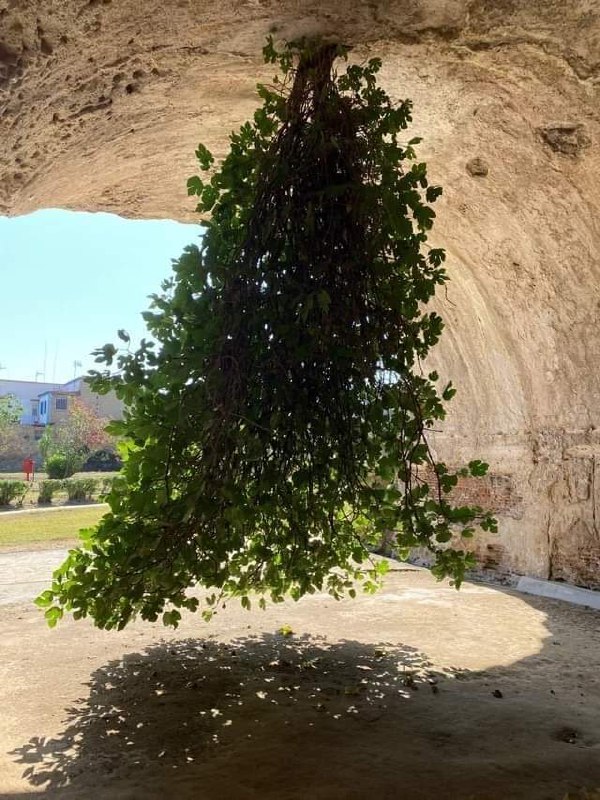 意大利巴科利倒立的无花果树