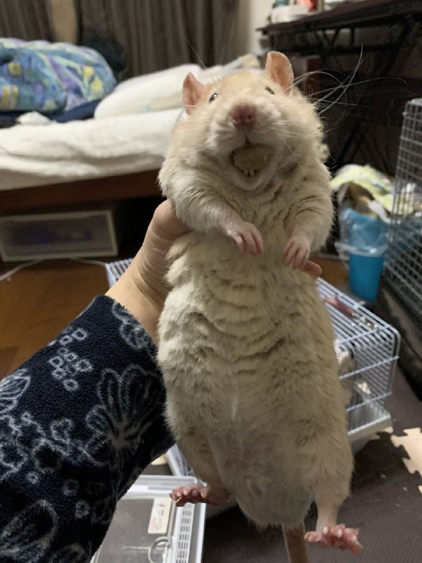 一不小心把🐹养得出奇的大