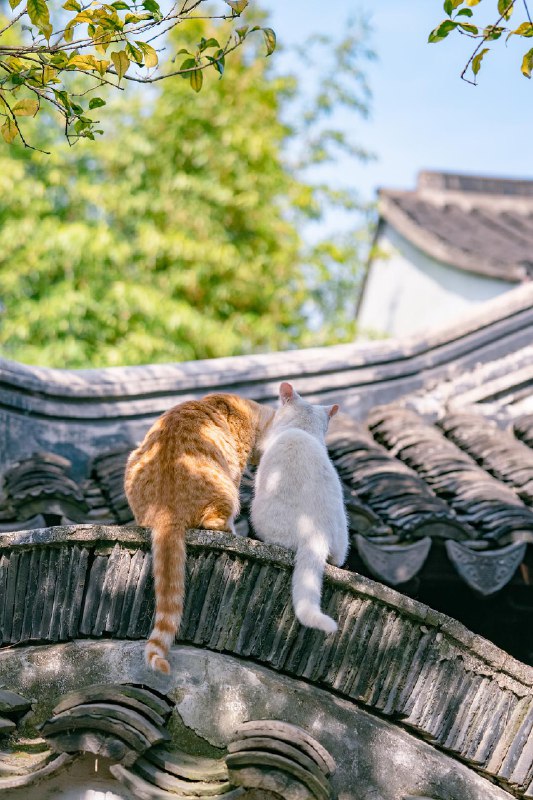 猫粮一组，愿世间真爱都有正果