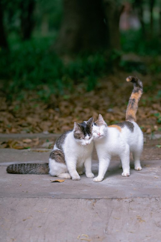 猫粮一组，愿世间真爱都有正果