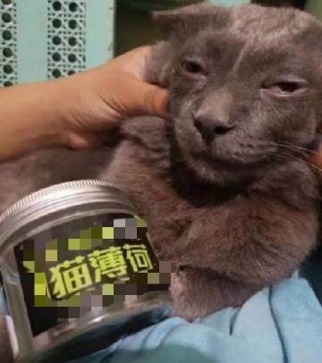 这猫…….嗯这猫…….嗯