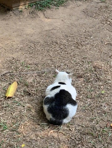 猫：不信谣！不传谣！猫：不信谣！不传谣！