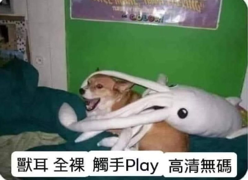 🤔from 平壤卫视 via ㅤ