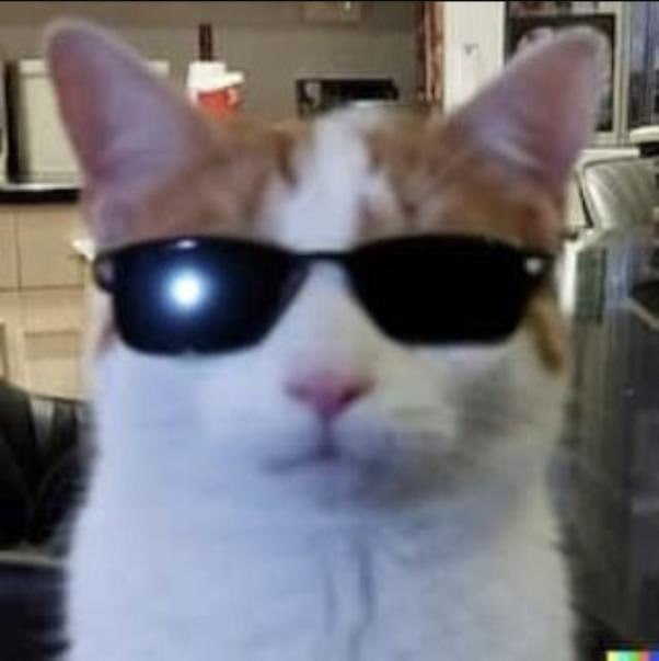 很酷的猫猫😎via Fiume