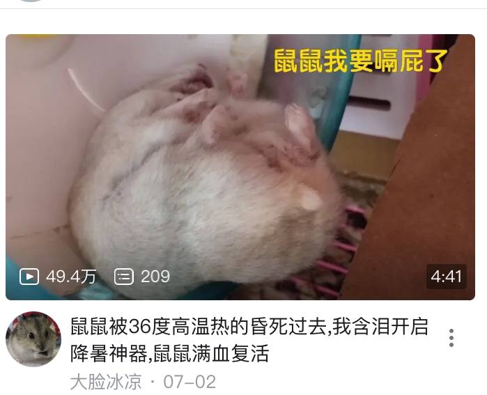 【鼠鼠被36度高温热的昏死过去,我含泪开启降暑神器,鼠鼠满血复活-哔哩哔哩】 