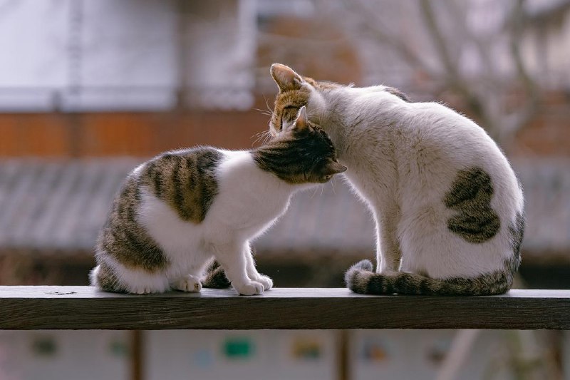 猫粮一组，愿世间真爱都有正果