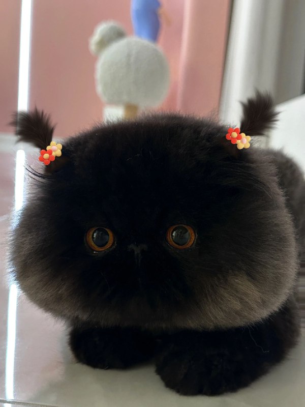 这是我见过长得最倒霉（煤）的猫via 乖乖哒二小姐这是我见过长得最倒霉（煤）的猫via 乖乖哒二小姐