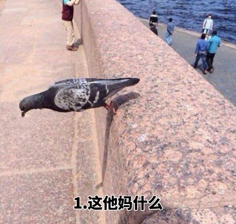 看到年度十大鸽子 笑死我了，哪来的这么多稀奇古怪的鸽子哈哈哈 sourcefrom 〄FW看到年度十大鸽子 笑死我了，哪来的这么多稀奇古怪的鸽子哈哈哈 sourcefrom 〄FW