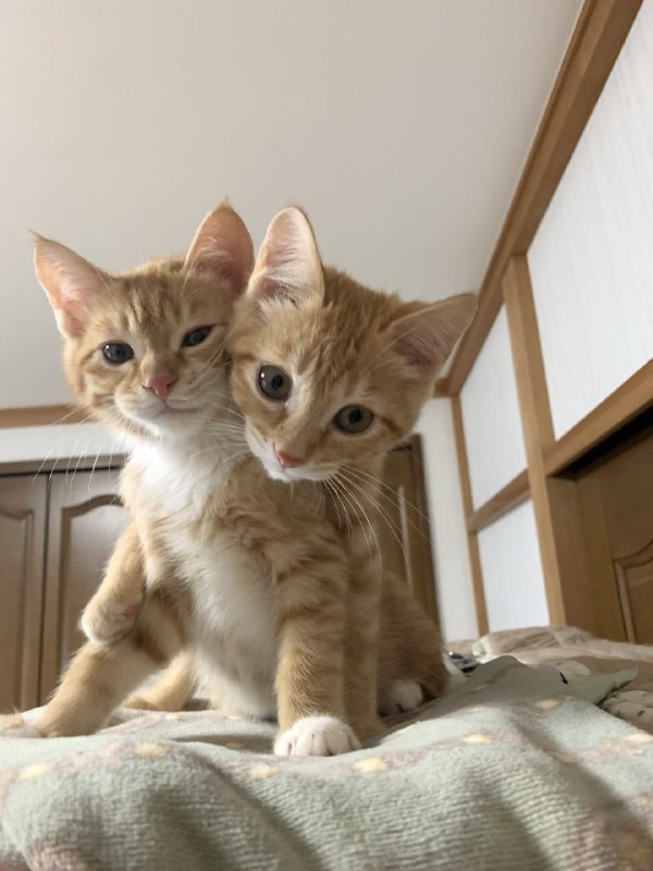 双头猫猫