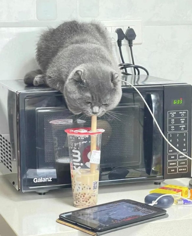 #猫猫from 平壤卫视 via ㅤ
