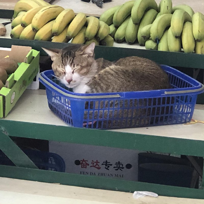 【猫猫打工行为大赏】水果摊老板看着你水果摊老板睡着了：老板 猫多少钱一斤？ source【猫猫打工行为大赏】水果摊老板看着你水果摊老板睡着了：老板 猫多少钱一斤？ source