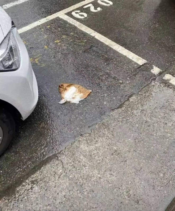 猫猫头还能抢救😿via Alfonso Sandalphon猫猫头还能抢救😿via Alfonso Sandalphon