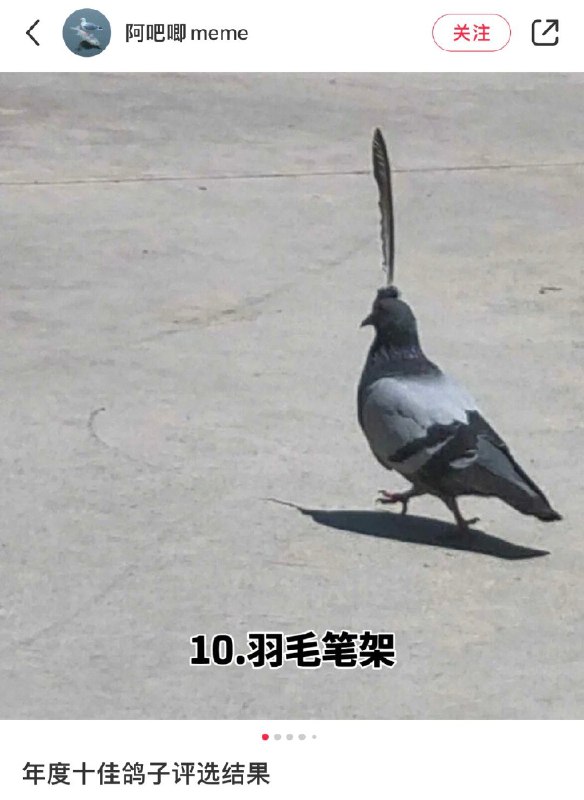 看到年度十大鸽子 笑死我了，哪来的这么多稀奇古怪的鸽子哈哈哈 sourcefrom 〄FW看到年度十大鸽子 笑死我了，哪来的这么多稀奇古怪的鸽子哈哈哈 sourcefrom 〄FW