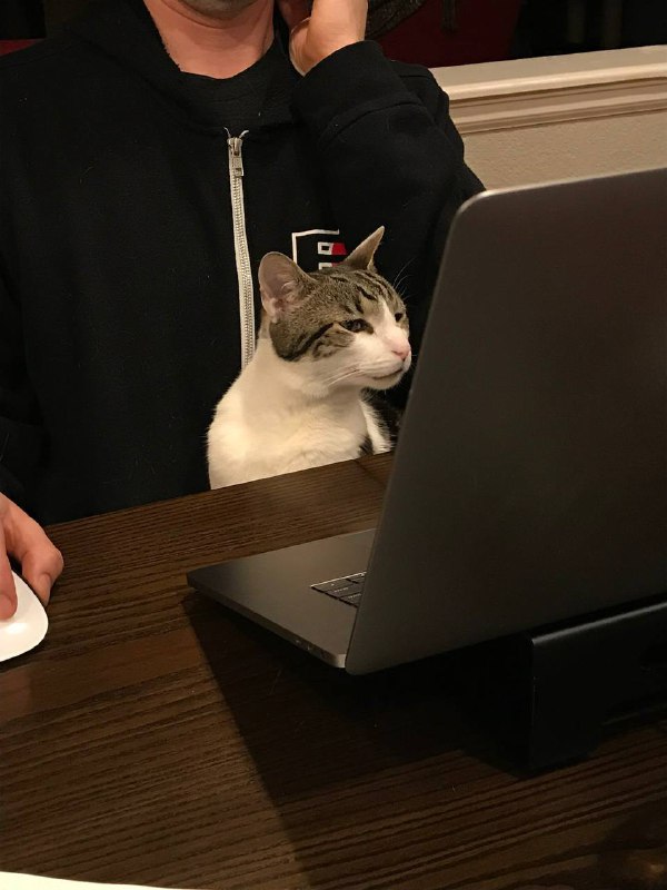 #可爱喵喵 猫猫：我直接看不懂你写的毕业论文哈from 叮当喵喵-今天你也很可爱