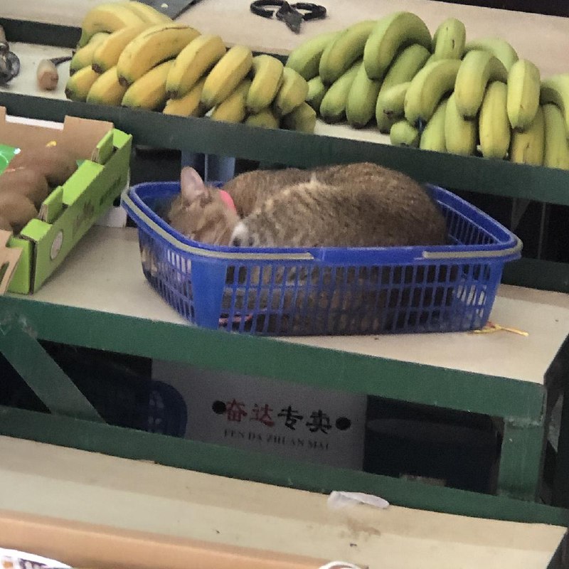 【猫猫打工行为大赏】水果摊老板看着你水果摊老板睡着了：老板 猫多少钱一斤？ source【猫猫打工行为大赏】水果摊老板看着你水果摊老板睡着了：老板 猫多少钱一斤？ source