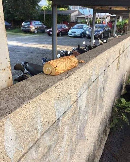 猫猫头还能抢救😿via Alfonso Sandalphon猫猫头还能抢救😿via Alfonso Sandalphon