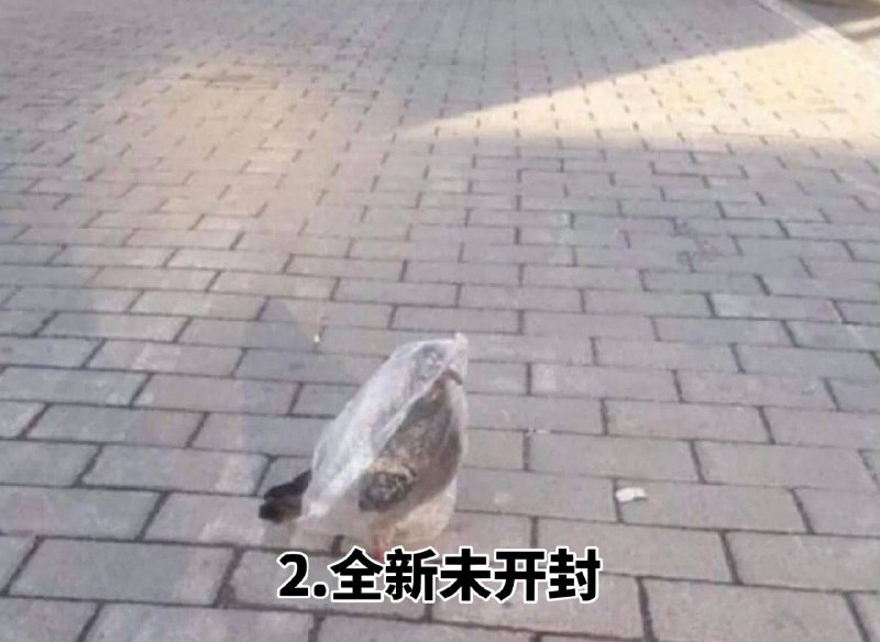 看到年度十大鸽子 笑死我了，哪来的这么多稀奇古怪的鸽子哈哈哈 sourcefrom 〄FW看到年度十大鸽子 笑死我了，哪来的这么多稀奇古怪的鸽子哈哈哈 sourcefrom 〄FW