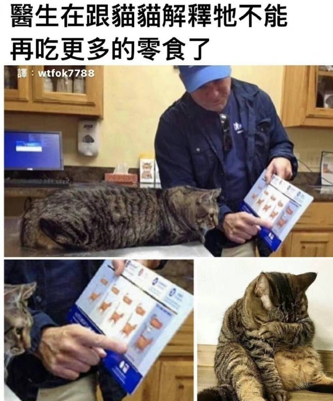 #猫猫from 平壤卫视
