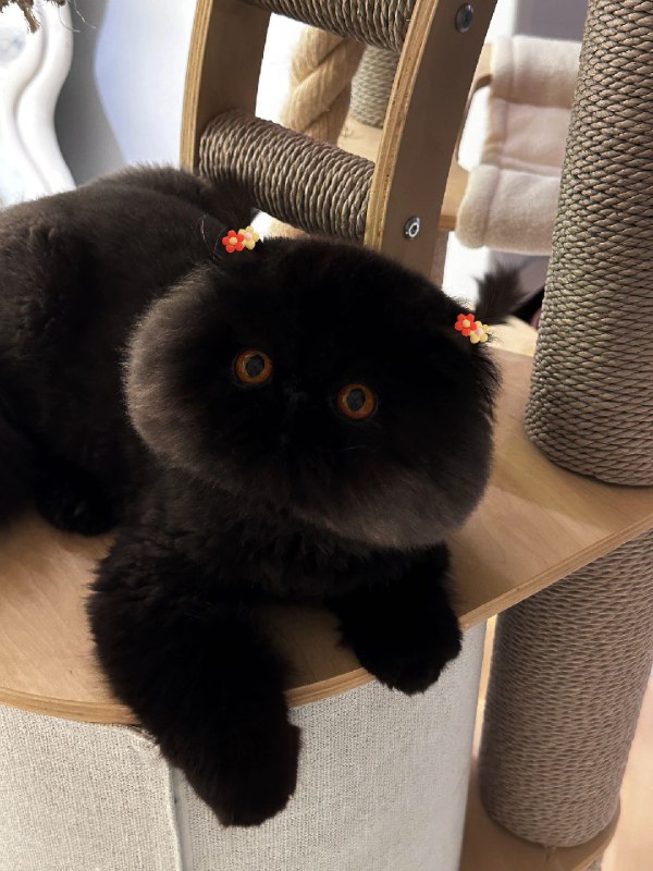 这是我见过长得最倒霉（煤）的猫via 乖乖哒二小姐这是我见过长得最倒霉（煤）的猫via 乖乖哒二小姐