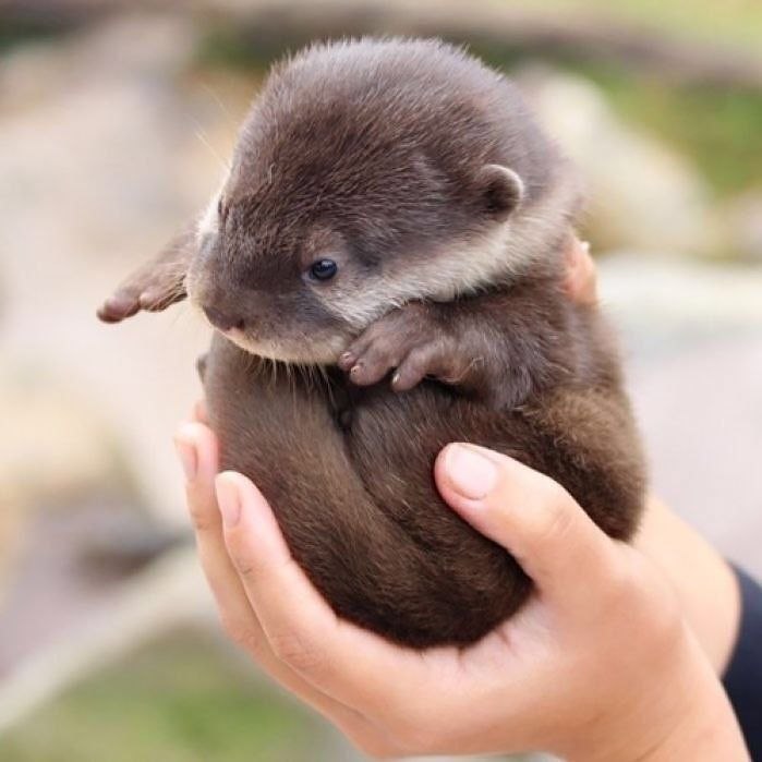 Beholdfrom Cute Happy Stuffs via math@earthonline:~ $ >_ operator