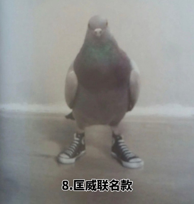 看到年度十大鸽子 笑死我了，哪来的这么多稀奇古怪的鸽子哈哈哈 sourcefrom 〄FW看到年度十大鸽子 笑死我了，哪来的这么多稀奇古怪的鸽子哈哈哈 sourcefrom 〄FW