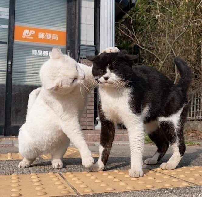 跟我华强拼，你有这个实力吗？#猫猫from 平壤卫视