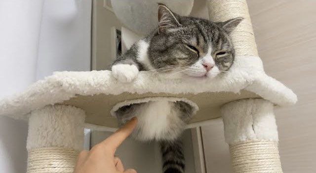 好色