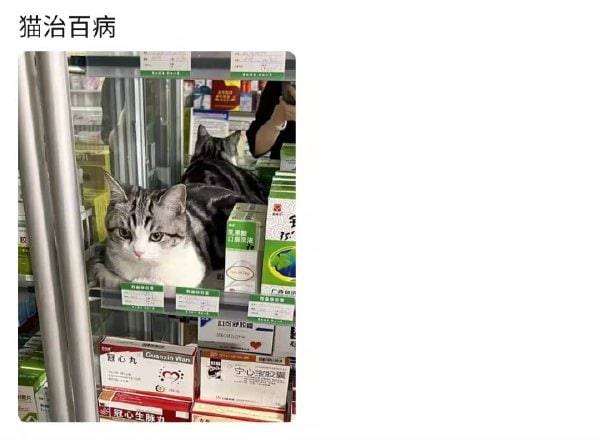 #猫猫