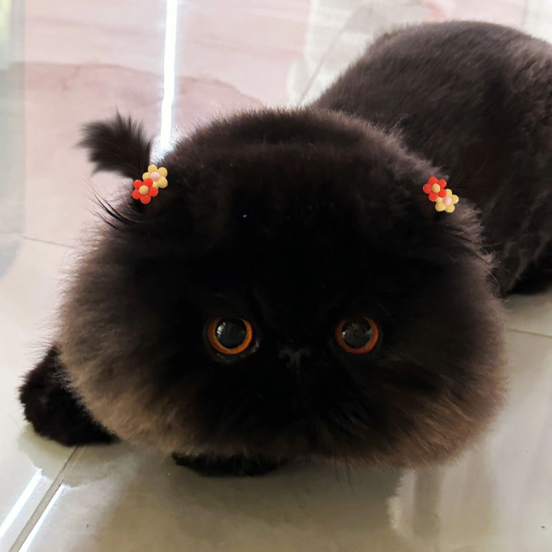 这是我见过长得最倒霉（煤）的猫via 乖乖哒二小姐这是我见过长得最倒霉（煤）的猫via 乖乖哒二小姐