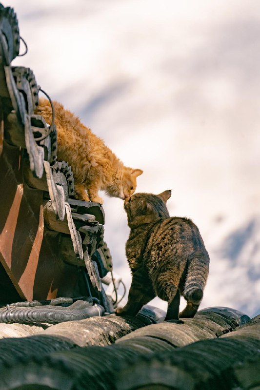 猫粮一组，愿世间真爱都有正果