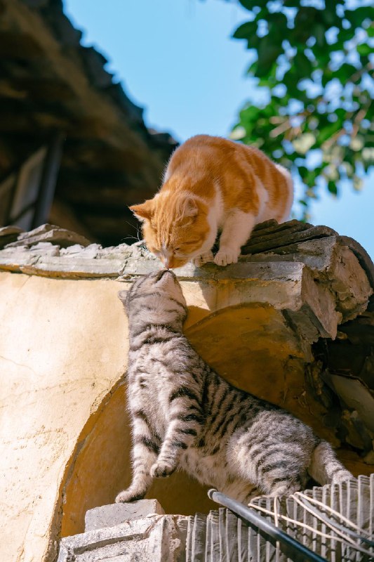 猫粮一组，愿世间真爱都有正果