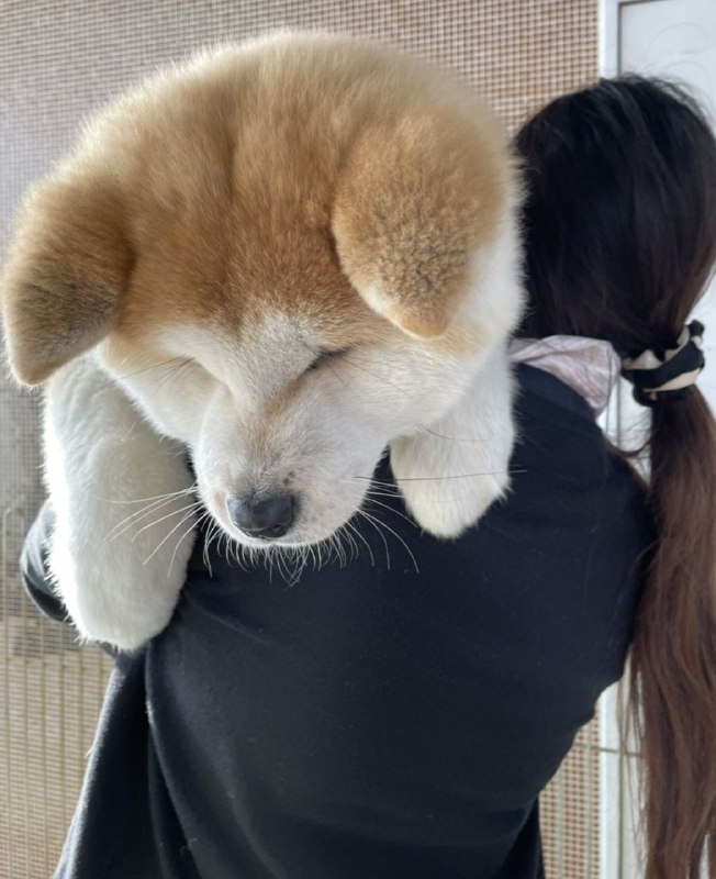 超大🐶🐶