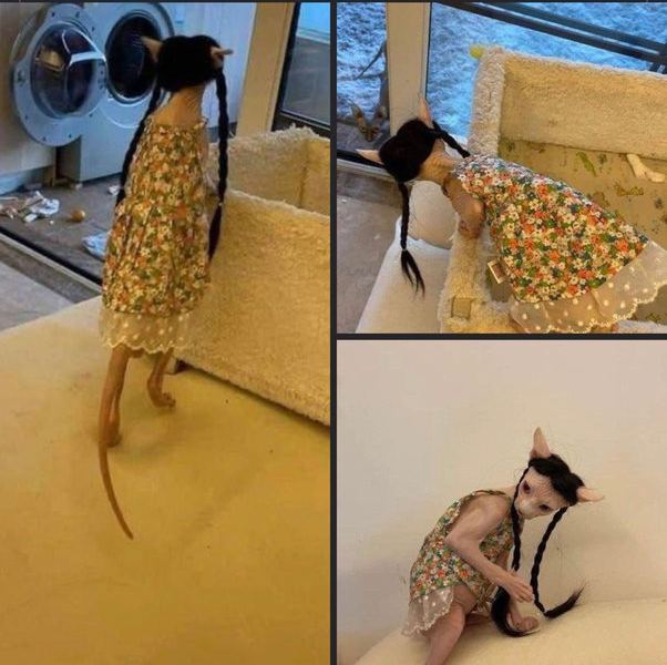 穿了裙子戴了假发的无毛猫via Diligent Fox