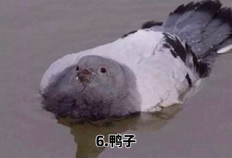 看到年度十大鸽子 笑死我了，哪来的这么多稀奇古怪的鸽子哈哈哈 sourcefrom 〄FW看到年度十大鸽子 笑死我了，哪来的这么多稀奇古怪的鸽子哈哈哈 sourcefrom 〄FW