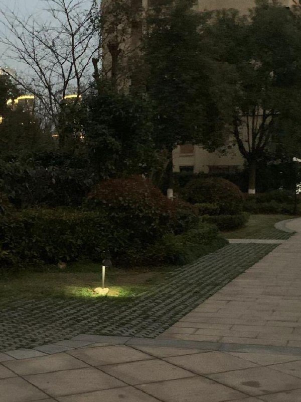 不死人的趋光性不死人的趋光性