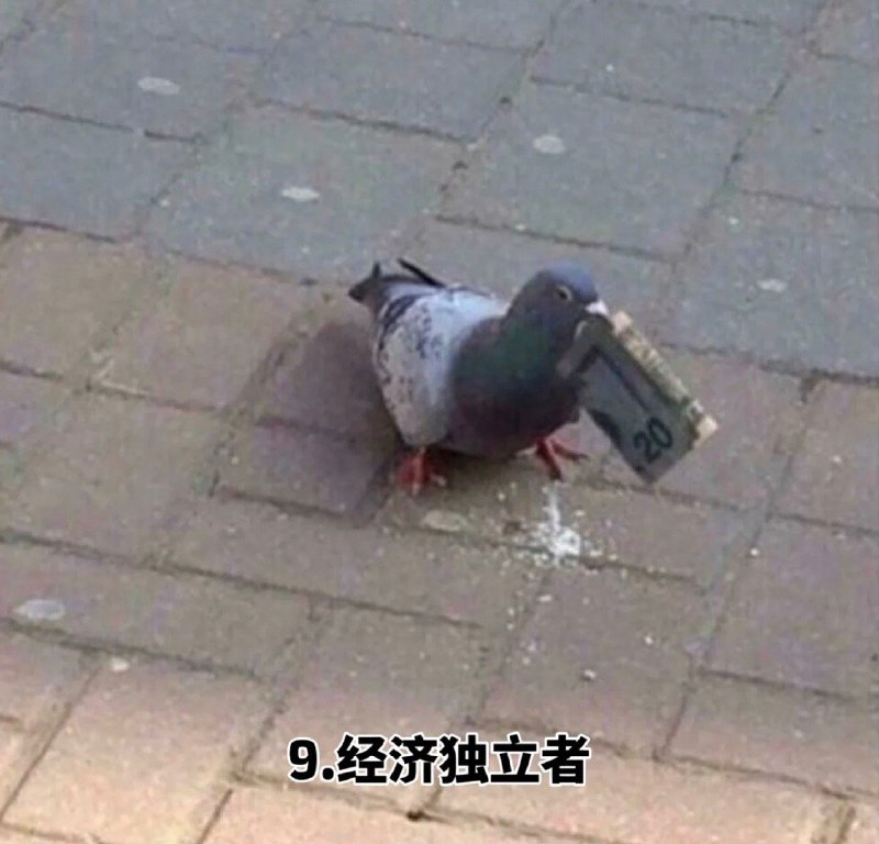 看到年度十大鸽子 笑死我了，哪来的这么多稀奇古怪的鸽子哈哈哈 sourcefrom 〄FW看到年度十大鸽子 笑死我了，哪来的这么多稀奇古怪的鸽子哈哈哈 sourcefrom 〄FW