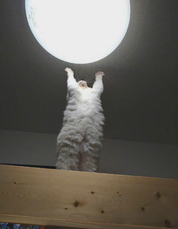 #猫猫 元气弹from 平壤卫视