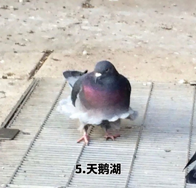 看到年度十大鸽子 笑死我了，哪来的这么多稀奇古怪的鸽子哈哈哈 sourcefrom 〄FW看到年度十大鸽子 笑死我了，哪来的这么多稀奇古怪的鸽子哈哈哈 sourcefrom 〄FW