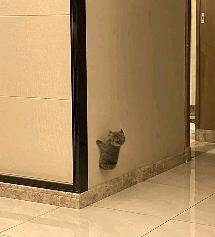#可爱喵喵 Spider-Catfrom 叮当喵喵-今天你也很可爱
