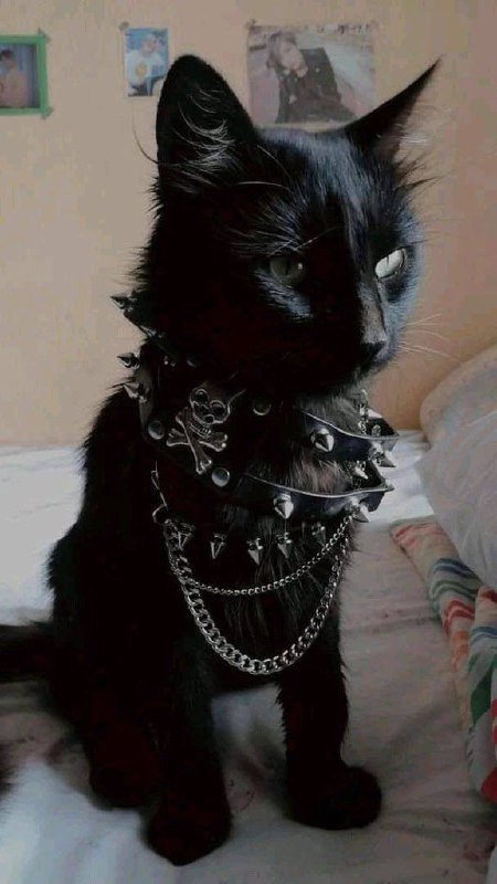#可爱喵喵朋克猫猫？from 叮当喵喵
