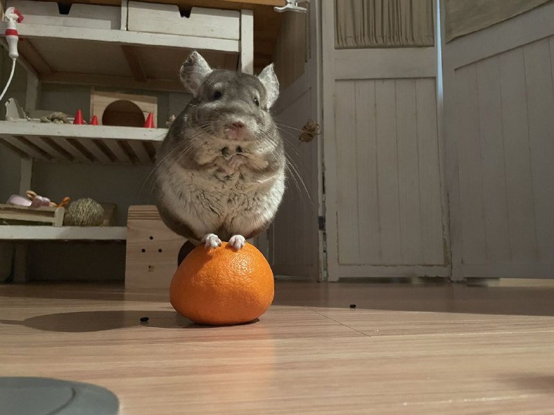 🐭🐭为了和嘉然共舞正努力练习中