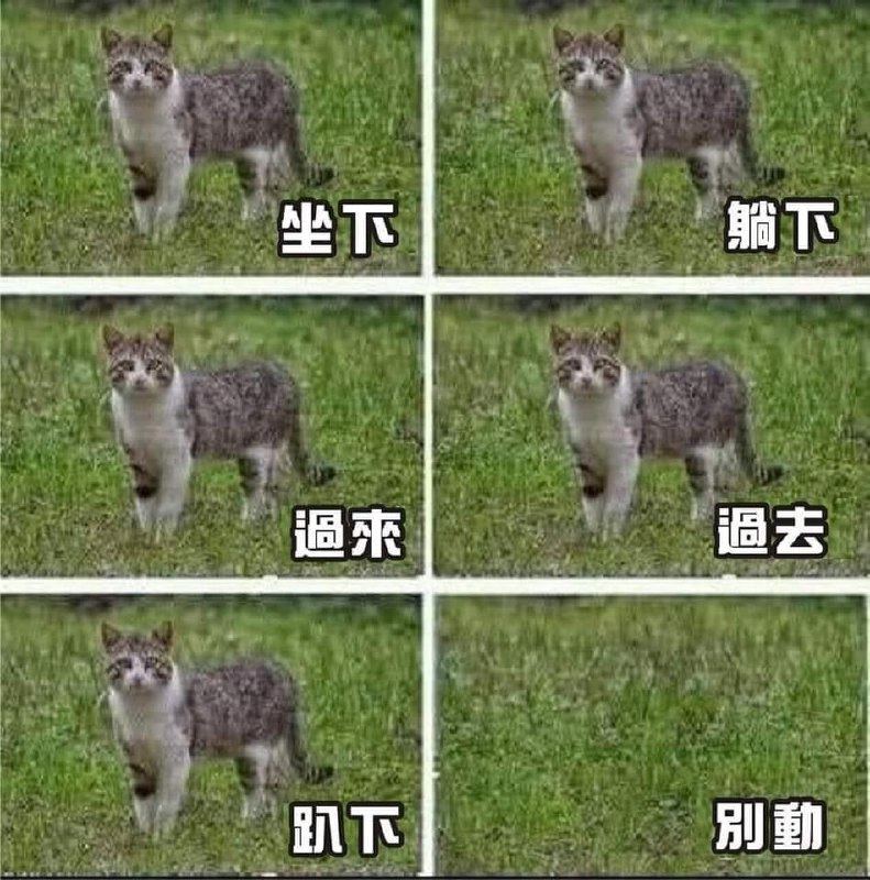 #猫猫from 平壤卫视 via ㅤ