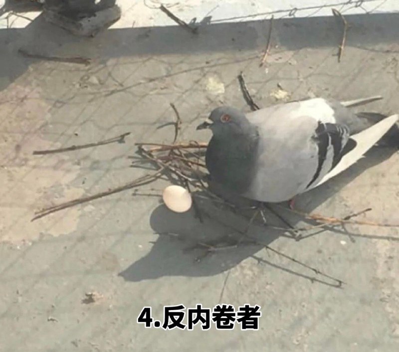 看到年度十大鸽子 笑死我了，哪来的这么多稀奇古怪的鸽子哈哈哈 sourcefrom 〄FW看到年度十大鸽子 笑死我了，哪来的这么多稀奇古怪的鸽子哈哈哈 sourcefrom 〄FW