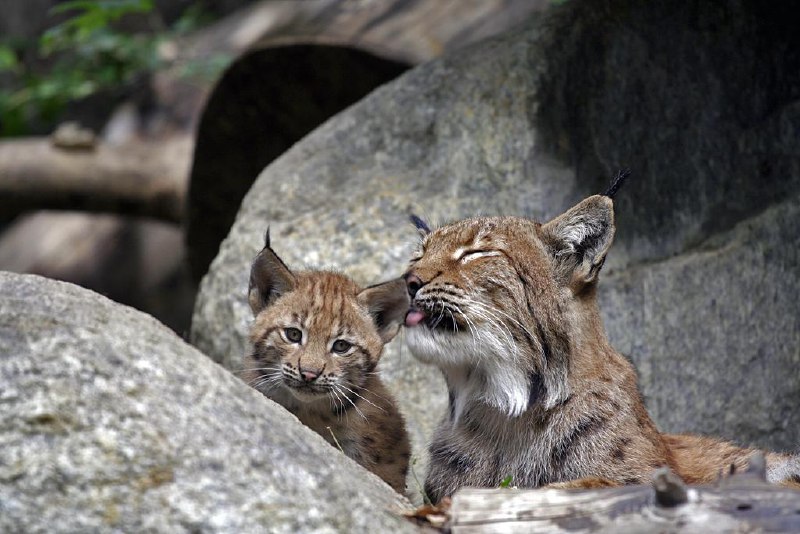 from HourlyLynxes via cfddfj