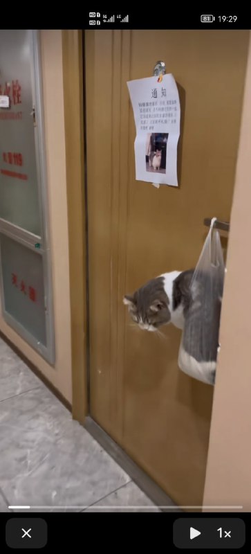 棒打鸳鸯棒打鸳鸯