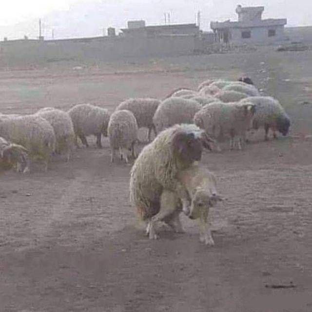 牧羊犬与羊大人from 堕落公主露西亚