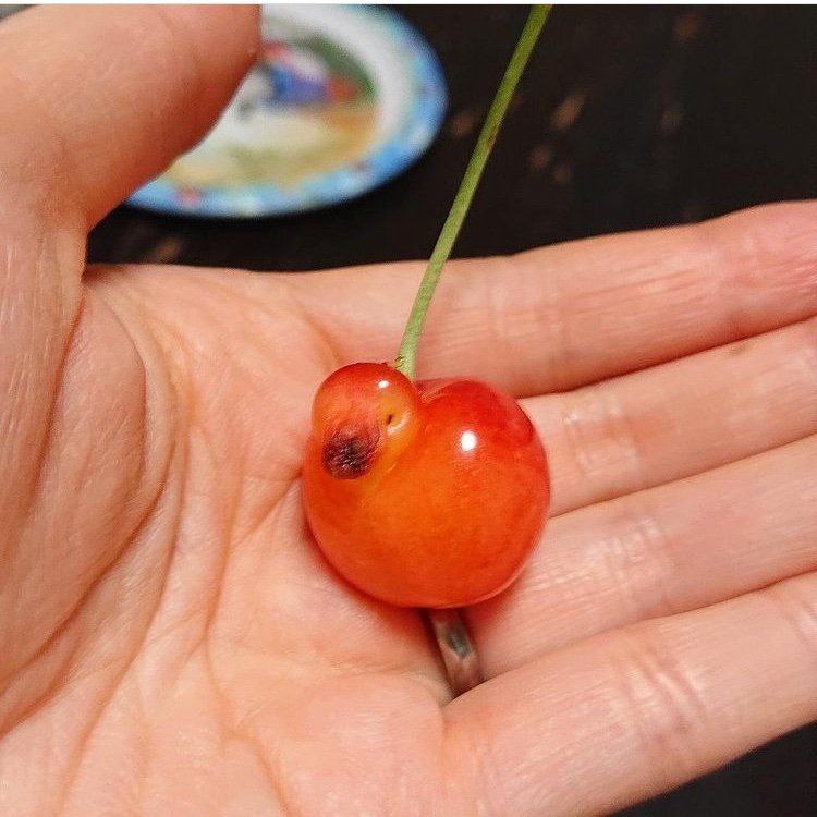 🍒鸭