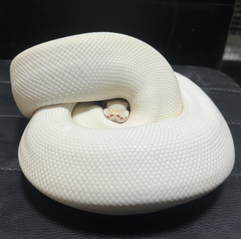 トギ:あけましておめでとうございますヘビ飼いの鏡餅はコレ 